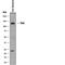 Neurotrophic Receptor Tyrosine Kinase 1 antibody, AF1056, R&D Systems, Western Blot image 