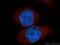 Retinol Dehydrogenase 13 antibody, 16067-1-AP, Proteintech Group, Immunofluorescence image 