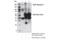 FLT4 antibody, 33566S, Cell Signaling Technology, Immunoprecipitation image 