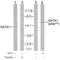 GATA Binding Protein 1 antibody, LS-C51137, Lifespan Biosciences, Western Blot image 