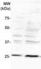 Placenta Enriched 1 antibody, TA354855, Origene, Western Blot image 