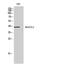 Acyl-CoA Wax Alcohol Acyltransferase 1 antibody, A14578, Boster Biological Technology, Western Blot image 