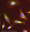 Isocitrate Dehydrogenase (NAD(+)) 3 Alpha antibody, ab58641, Abcam, Immunocytochemistry image 