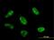 RNA Polymerase I And III Subunit C antibody, MA5-20761, Invitrogen Antibodies, Immunofluorescence image 