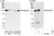 Ankyrin Repeat Domain 50 antibody, NBP1-50032, Novus Biologicals, Western Blot image 