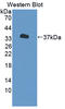 Purinergic Receptor P2X 7 antibody, LS-C373444, Lifespan Biosciences, Western Blot image 