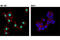 Tumor Protein P63 antibody, 13109S, Cell Signaling Technology, Immunofluorescence image 