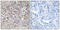 Claudin 6 antibody, LS-C119859, Lifespan Biosciences, Immunohistochemistry frozen image 