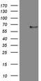 Fc Receptor Like B antibody, LS-C794811, Lifespan Biosciences, Western Blot image 