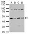 Protein Kinase CAMP-Dependent Type II Regulatory Subunit Alpha antibody, GTX103780, GeneTex, Western Blot image 