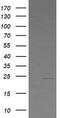 Leucine Zipper And CTNNBIP1 Domain Containing antibody, TA505858S, Origene, Western Blot image 