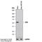 Interferon Regulatory Factor 3 antibody, NBP1-04308, Novus Biologicals, Western Blot image 