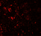 ATG1 antibody, 7335, ProSci Inc, Immunofluorescence image 