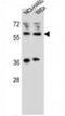 WT1 Interacting Protein antibody, AP54573PU-N, Origene, Western Blot image 