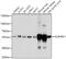 Aldehyde Dehydrogenase 6 Family Member A1 antibody, GTX64647, GeneTex, Western Blot image 