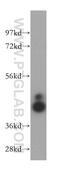 NCK Adaptor Protein 1 antibody, 15247-1-AP, Proteintech Group, Western Blot image 