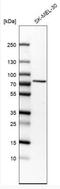Solute Carrier Family 23 Member 2 antibody, NBP2-13319, Novus Biologicals, Western Blot image 