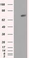 RalA Binding Protein 1 antibody, CF500953, Origene, Western Blot image 