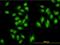 Symplekin antibody, orb375115, Biorbyt, Immunofluorescence image 