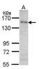 Scaffold Attachment Factor B antibody, TA308810, Origene, Western Blot image 