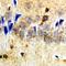 Synaptopodin antibody, LS-C668440, Lifespan Biosciences, Immunohistochemistry paraffin image 