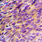 Phosphodiesterase 4B antibody, LS-C352626, Lifespan Biosciences, Immunohistochemistry frozen image 