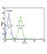 Cartilage Oligomeric Matrix Protein antibody, abx033054, Abbexa, Western Blot image 