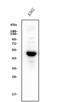 GATA Binding Protein 1 antibody, A00408-2, Boster Biological Technology, Western Blot image 