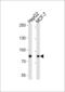 Ubiquitin Specific Peptidase 51 antibody, PA5-35274, Invitrogen Antibodies, Western Blot image 