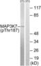 Mitogen-Activated Protein Kinase Kinase Kinase 7 antibody, LS-C199221, Lifespan Biosciences, Western Blot image 