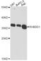 Rhomboid Domain Containing 1 antibody, LS-C749354, Lifespan Biosciences, Western Blot image 