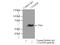 RNA 2',3'-Cyclic Phosphate And 5'-OH Ligase antibody, 19809-1-AP, Proteintech Group, Immunoprecipitation image 