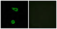 TNF Alpha Induced Protein 2 antibody, abx013573, Abbexa, Western Blot image 