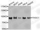 THO Complex 1 antibody, A8179, ABclonal Technology, Western Blot image 
