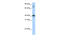 TSC22 Domain Family Member 4 antibody, ARP37339_T100, Aviva Systems Biology, Western Blot image 