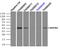 Mitogen-Activated Protein Kinase Kinase 4 antibody, LS-C114531, Lifespan Biosciences, Immunoprecipitation image 