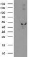 Eukaryotic Translation Initiation Factor 2B Subunit Gamma antibody, TA503630S, Origene, Western Blot image 