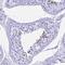 Prostate And Testis Expressed 4 antibody, PA5-61056, Invitrogen Antibodies, Immunohistochemistry frozen image 