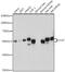Catalase antibody, GTX64374, GeneTex, Western Blot image 
