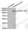 GRB2 Associated Binding Protein 1 antibody, AP0256, ABclonal Technology, Western Blot image 