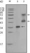 Ret Proto-Oncogene antibody, 32-211, ProSci, Western Blot image 