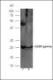 CCAAT Enhancer Binding Protein Gamma antibody, orb156335, Biorbyt, Western Blot image 