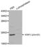 Eukaryotic Translation Initiation Factor 4E Binding Protein 1 antibody, AHP2542, Bio-Rad (formerly AbD Serotec) , Western Blot image 