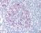 Protein Tyrosine Phosphatase Receptor Type S antibody, 49-725, ProSci, Immunohistochemistry paraffin image 