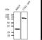 Cathepsin D antibody, LS-C348296, Lifespan Biosciences, Western Blot image 