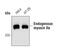 Myosin Heavy Chain 9 antibody, PA5-17025, Invitrogen Antibodies, Western Blot image 