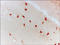 DISC1 Scaffold Protein antibody, 250624, Abbiotec, Immunohistochemistry frozen image 