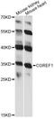 Cell Growth Regulator With EF-Hand Domain 1 antibody, LS-C749827, Lifespan Biosciences, Western Blot image 