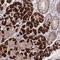 Hepatocyte Growth Factor antibody, NBP2-48806, Novus Biologicals, Immunohistochemistry frozen image 