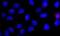 Centrosomal Protein 290 antibody, NB100-86991, Novus Biologicals, Immunofluorescence image 